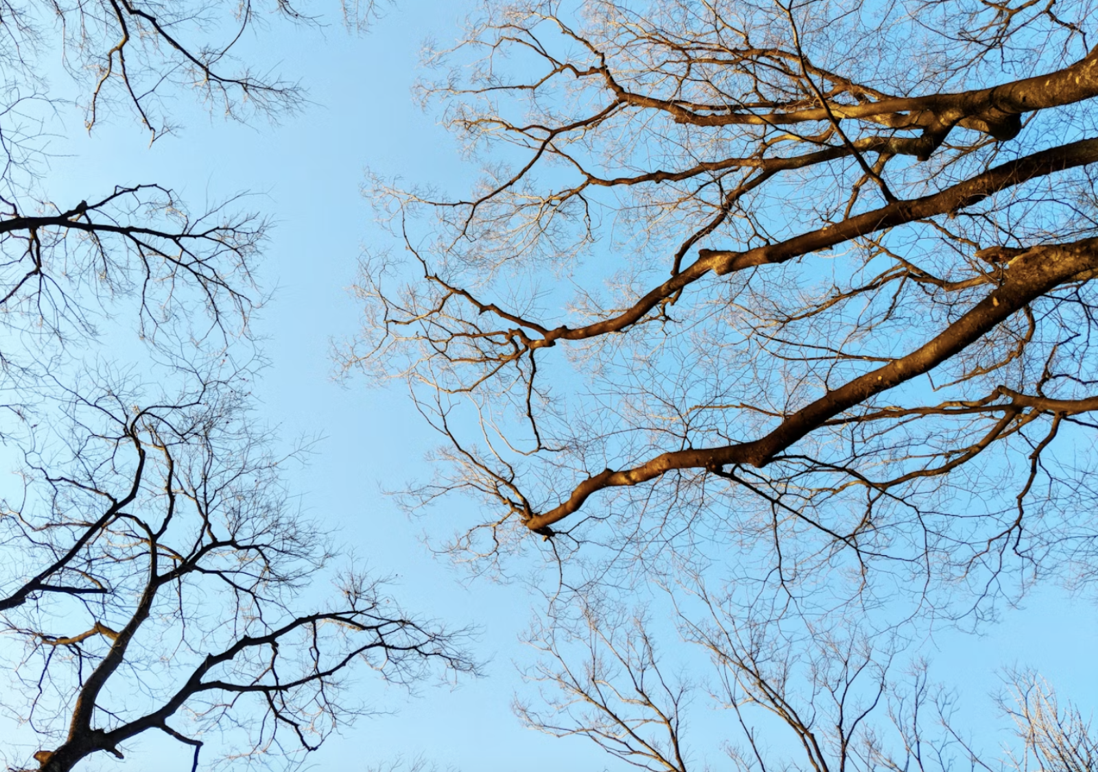 Bomen als dragers
