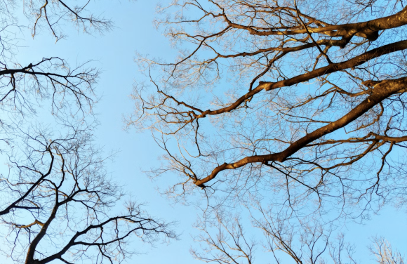 Bomen als dragers